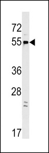 GPR22 Antibody western blot of HepG2 cell line lysates (35 ug/lane). The GPR22 antibody detected the GPR22 protein (arrow).