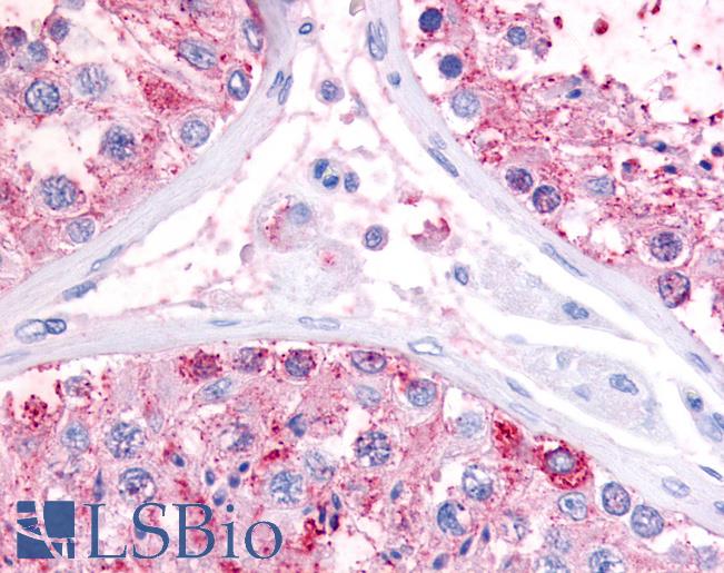 Anti-GPR22 antibody LS-A5149 IHC of human testis. Immunohistochemistry of formalin-fixed, paraffin-embedded tissue after heat-induced antigen retrieval.