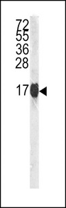 Western blot of Histone H3 in HL60 cell line lysates (35 ug/lane). Histone H3 (arrow) was detected using the purified antibody.