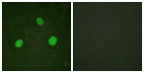 Immunofluorescence of HeLa cells, using Histone H3.3 (Phospho-Ser31) Antibody. The sample on the right was incubated with synthetic peptide.