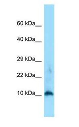 H3F3A antibody Western Blot of Mouse Spleen.