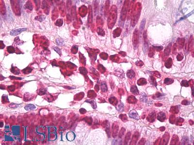 Anti-H3F3A antibody IHC of human small intestine. Immunohistochemistry of formalin-fixed, paraffin-embedded tissue after heat-induced antigen retrieval. Antibody LS-B7958 dilution 10 ug/ml.