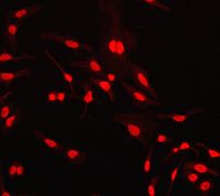 Immunofluorescent staining of HeLa cells using anti-Histone H3.3 antibody (LS-C105605).