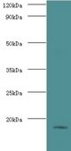 Western blot of Histone H3.3 antibody at 2 ug/ml with HeLa whole cell lysate secondary Goat polyclonal to rabbit at 1:10000 dilution predicted band size: 15 KDa observed band size: 15 KDa.