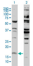 Western blot of H3F3B expression in transfected 293T cell line by H3F3B monoclonal antibody (M01), clone 2D7-H1.
