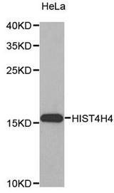 Western blot blot of extracts of HeLa cell line, using HIST4H4 antibody.