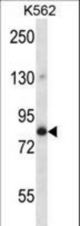 GOLGA5 Antibody western blot of K562 cell line lysates (35 ug/lane). The GOLGA5 antibody detected the GOLGA5 protein (arrow).