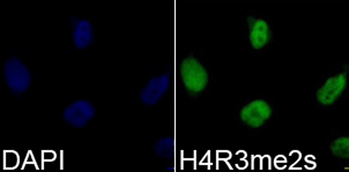 Immunofluorescence analysis of 293T cell using H4R3me2s antibody. Blue: DAPI for nuclear staining.