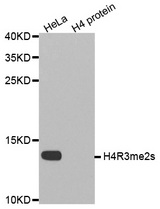 Western blot analysis of extracts of HeLa cell line and H4 protein expressed in E.coli., using H4R3me2s antibody.