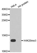 Western blot analysis of extracts of HeLa cell line and H4 protein expressed in E.coli., using H4K20me3 antibody.