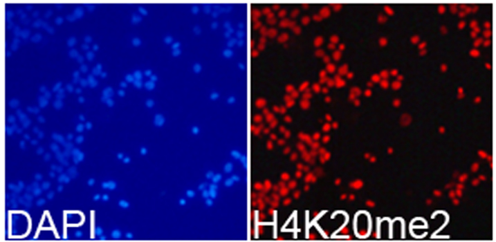 Immunofluorescence analysis of 293T cell using H4K20me2 antibody. Blue: DAPI for nuclear staining.
