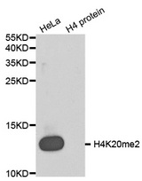Western blot analysis of extracts of HeLa cell line and H4 protein expressed in E.coli., using H4K20me2 antibody.