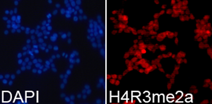 Immunofluorescence analysis of 293T cell using H4R3me2a antibody. Blue: DAPI for nuclear staining.