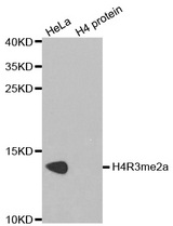 Western blot analysis of extracts of HeLa cell line and H4 protein expressed in E.coli., using H4R3me2a antibody.