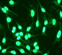 Immunofluorescent staining of Hela cells using anti-Histone H4 antibody.