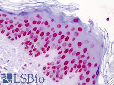 Anti-Histone H4 antibody IHC of human skin. Immunohistochemistry of formalin-fixed, paraffin-embedded tissue after heat-induced antigen retrieval. Antibody LS-B5032 concentration 5 ug/ml.