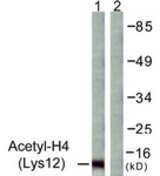 Western blot of extracts from COS7 cells, treated with TSA 400 nM 24h, using Histone H4 (Acetyl-Lys12) Antibody. The lane on the right is treated with the synthesized peptide.