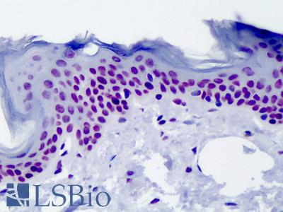 Anti-Histone H4 antibody IHC of human skin. Immunohistochemistry of formalin-fixed, paraffin-embedded tissue after heat-induced antigen retrieval. Antibody LS-B4750 dilution 1:100.