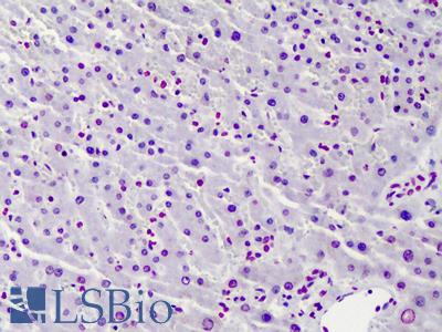 Anti-Histone H4 antibody IHC of human liver. Immunohistochemistry of formalin-fixed, paraffin-embedded tissue after heat-induced antigen retrieval. Antibody LS-B4750 dilution 1:100.