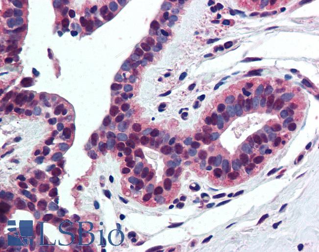 Anti-Histone H4 antibody IHC of human breast. Immunohistochemistry of formalin-fixed, paraffin-embedded tissue after heat-induced antigen retrieval. Antibody LS-B2036 concentration 5 ug/ml.