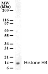 Western blot of Histone H4 in human PBMC cell lysate with antibody.