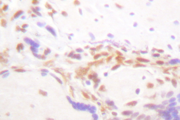 IHC of Histone H4 (V43) pAb in paraffin-embedded human placenta tissue.