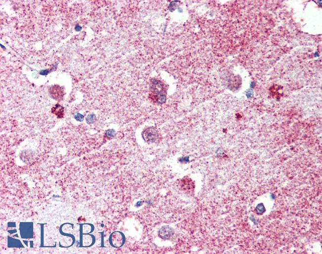 Anti-GPR26 antibody LS-A4143 IHC of human brain, cortex. Immunohistochemistry of formalin-fixed, paraffin-embedded tissue after heat-induced antigen retrieval.