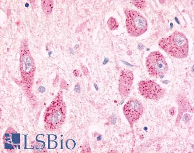 Anti-GPR26 antibody LS-A4112 IHC of human brain. Immunohistochemistry of formalin-fixed, paraffin-embedded tissue after heat-induced antigen retrieval.