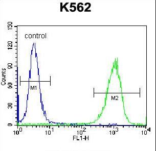 GOLGA5 Antibody flow cytometry of K562 cells (right histogram) compared to a negative control cell (left histogram). FITC-conjugated donkey-anti-rabbit secondary antibodies were used for the analysis.