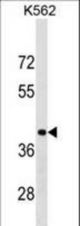 PCBP1 Antibody western blot of K562 cell line lysates (35 ug/lane). The PCBP1 antibody detected the PCBP1 protein (arrow).
