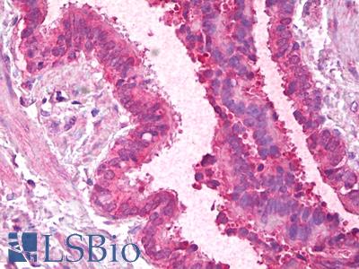 Anti-PCBP1 antibody IHC of human lung, respiratory epithelium. Immunohistochemistry of formalin-fixed, paraffin-embedded tissue after heat-induced antigen retrieval. Antibody LS-B6862 concentration 5 ug/ml.