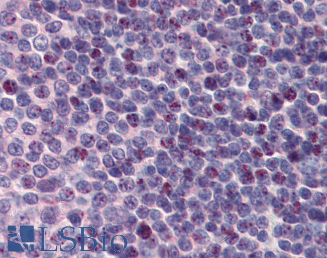 Anti-PCBP1 antibody IHC of human spleen. Immunohistochemistry of formalin-fixed, paraffin-embedded tissue after heat-induced antigen retrieval. Antibody LS-B3984 concentration 5 ug/ml.