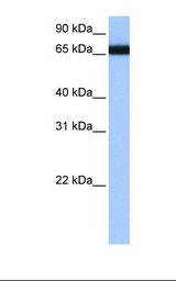 721_B cell lysate. Antibody concentration: 1.0 ug/ml. Gel concentration: 12%.