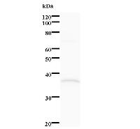 Western blot analysis of immunized recombinant protein, using anti-HNRPLL monoclonal antibody.