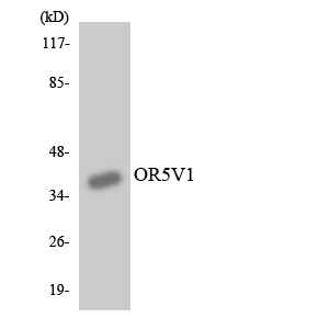 Western blot of the lysates from HUVEC cells using OR5V1 antibody.