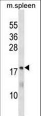 MTHFS Antibody western blot of mouse spleen tissue lysates (35 ug/lane). The MTHFS antibody detected the MTHFS protein (arrow).