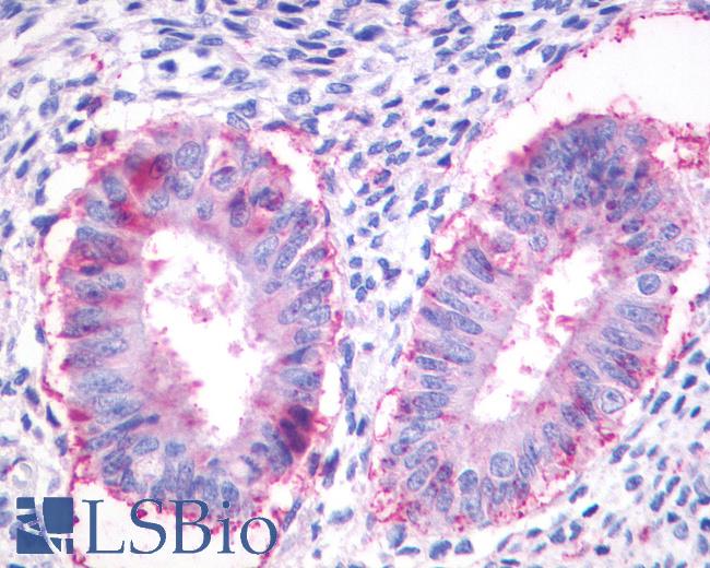 Anti-GPR27 antibody IHC of human uterus endometrial glands. Immunohistochemistry of formalin-fixed, paraffin-embedded tissue after heat-induced antigen retrieval.
