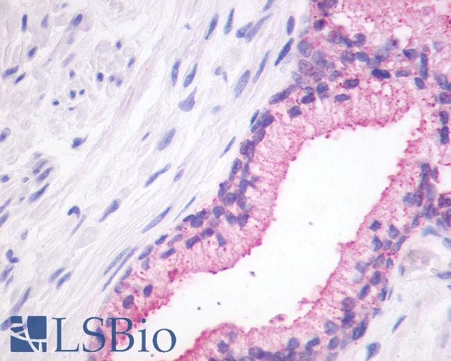 Anti-GPR27 antibody IHC of human prostate. Immunohistochemistry of formalin-fixed, paraffin-embedded tissue after heat-induced antigen retrieval.