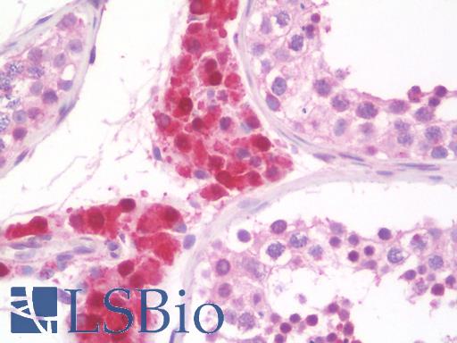 Anti-GOLGA5 antibody IHC staining of human testis. Immunohistochemistry of formalin-fixed, paraffin-embedded tissue after heat-induced antigen retrieval. Antibody LS-B10119 concentration 10 ug/ml.