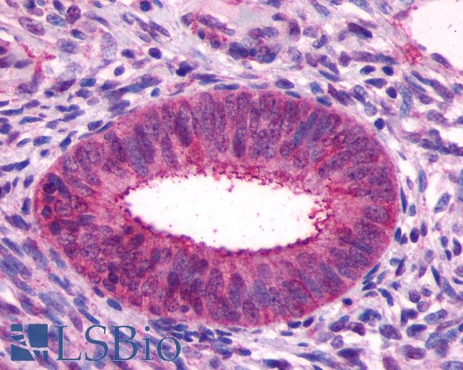 Anti-GPR27 antibody IHC of human uterus endometrial gland. Immunohistochemistry of formalin-fixed, paraffin-embedded tissue after heat-induced antigen retrieval.