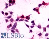 Anti-GPR27 antibody LS-A3709 immunocytochemistry (ICC) staining of HEK293 human embryonic kidney cells transfected with GPR27.