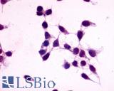 Anti-GPR27 antibody LS-A3709 immunocytochemistry (ICC) staining of untransfected HEK293 human embryonic kidney cells.