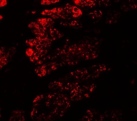 Immunofluorescence of GOLGA5 in human testis tissue with GOLGA5 antibody at 20 µg/mL.