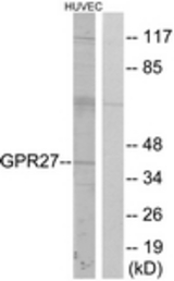 Western blot of extracts from HUVEC cells, using GPR27 Antibody. The lane on the right is treated with the synthesized peptide.