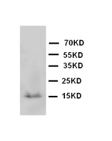 WB of I-FABP / FABP2 antibody. WB: Rat Intestine Tissue Lysate.