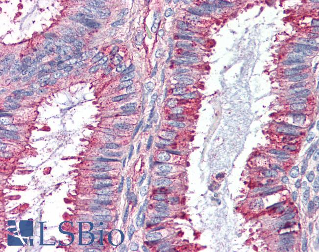 Anti-GPR27 antibody LS-A3682 IHC of human uterus. Immunohistochemistry of formalin-fixed, paraffin-embedded tissue after heat-induced antigen retrieval.
