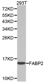 Western blot analysis of extracts of 293T cell lines, using FABP2 antibody.