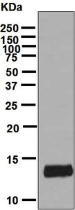 Western blot analysis on human small intestine lysate using anti-FABP2 antibody.