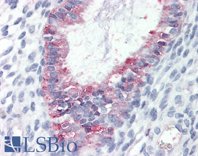 Anti-GPR27 antibody LS-A3683 IHC of human uterus. Immunohistochemistry of formalin-fixed, paraffin-embedded tissue after heat-induced antigen retrieval.