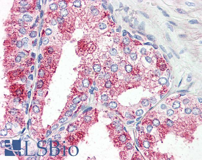 Anti-GPR27 antibody LS-A3683 IHC of human prostate. Immunohistochemistry of formalin-fixed, paraffin-embedded tissue after heat-induced antigen retrieval.